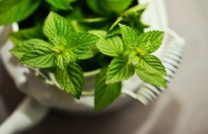PhytothÃ©rapie et automÃ©dication : que disent les spÃ©cialistes ?
